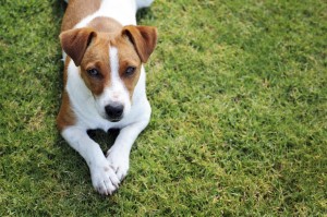 dog on the lawn